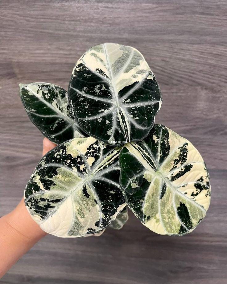 Variegated alocasia maharani - Etsy 日本