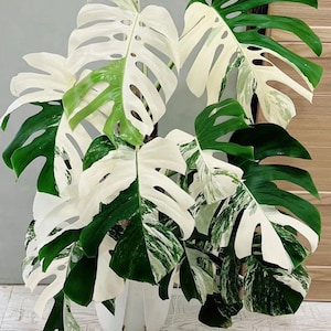 Monstera green snow - Etsy 日本
