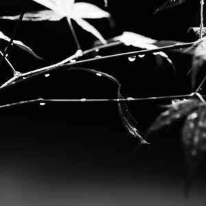 Black and White Botanical Photography Print | Rain Drops on Leaves | Moody Nature Wall Art