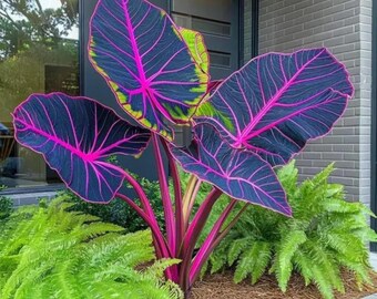 Black Magic Colocasia Bulb Purple Elephant Ear Tropical Foliage Plant
