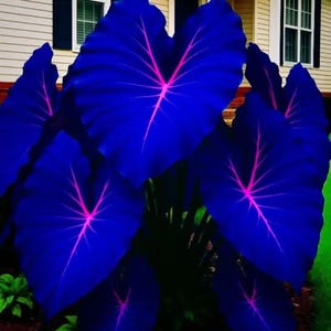 May include: A cluster of large, heart-shaped leaves in a vibrant blue hue, with striking pink veins radiating from the center. The plant is set against a backdrop of a house with a beige exterior and dark shutters, and green grass.