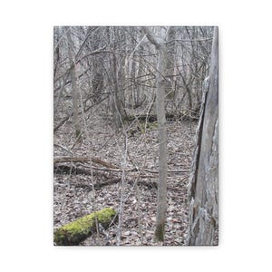 May include: A canvas print featuring a forest scene. The image showcases a dense thicket of bare trees and branches, with a ground covered in fallen leaves. A moss-covered log adds a touch of green to the otherwise muted color palette.