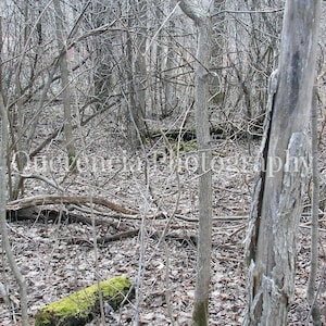 May include: A photograph of a forest scene with bare trees and branches. The ground is covered in fallen leaves and a moss-covered log. The image is in muted tones, with a focus on the textures of the bark and foliage.