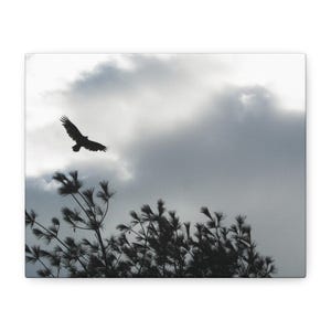 May include: A black silhouette of a bird in flight against a cloudy, overcast sky. Below the bird, the dark, detailed silhouettes of pine tree branches are visible, extending across the lower portion of the frame against the grey clouds.