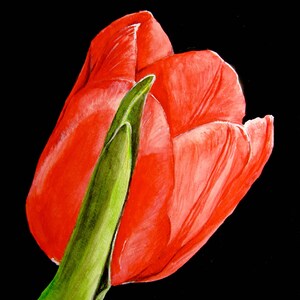 Red Tulip Original Watercolor Painting, Tulip Watercolor, Watercolor Tulip, Painting of Tulip, Tulip Art, Tulip Wall Art, Tulip Home Decor image 4