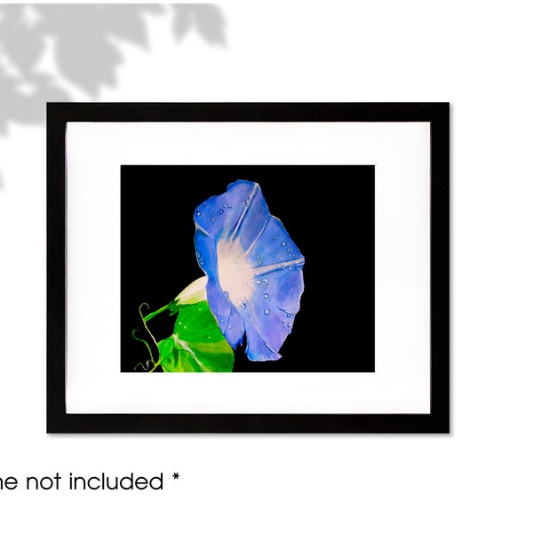 Morning Glory Print - Etsy