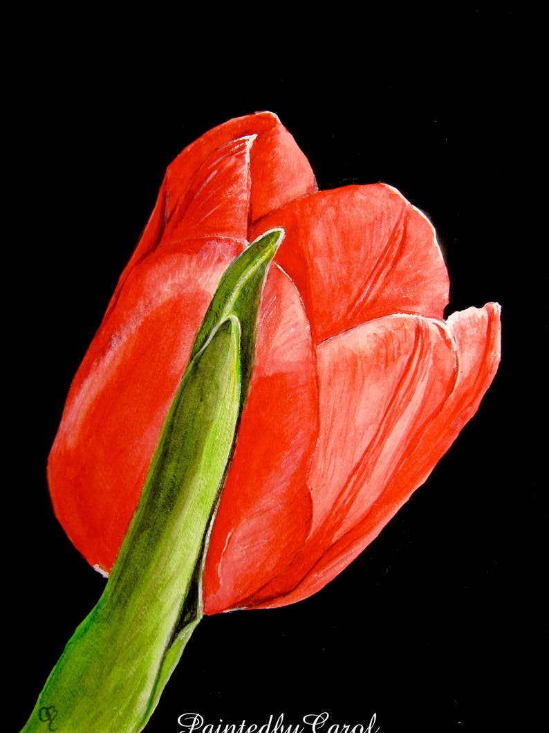 Red Tulip Original Watercolor Painting, Tulip Watercolor, Watercolor Tulip, Painting of Tulip, Tulip Art, Tulip Wall Art, Tulip Home Decor image 1
