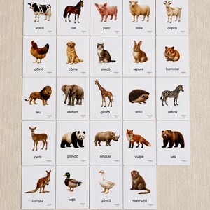 May include: A set of flashcards with animal illustrations and Romanian words. The cards show a cow, horse, pig, sheep, goat, chicken, dog, cat, rabbit, hamster, lion, elephant, giraffe, hedgehog, zebra, deer, panda, rhino, fox, bear, kangaroo, duck, goose, and monkey.