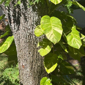 Puede incluir: Un tronco de árbol con corteza rugosa y texturizada es el punto focal, con hojas variegadas verdes y amarillas vibrantes de una planta de potos que caen en cascada a su alrededor. Las hojas tienen forma de corazón. La imagen está tomada al aire libre con luz natural.