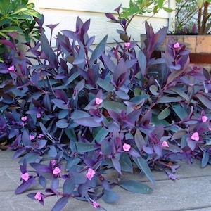 Puede incluir: Primer plano de una planta de corazón púrpura con pequeñas flores rosas. La planta tiene hojas y tallos de color púrpura intenso, creando un contraste llamativo. La planta está en un entorno natural, con otras plantas y una maceta de barril de madera en el fondo.