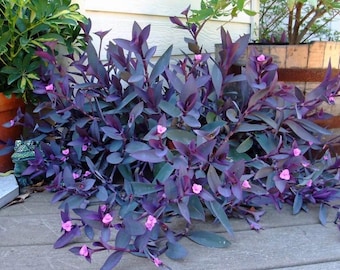 Purple Heart Wandering Jew Stecklinge - Tradescantia pallida Lebendpflanze Packung mit 6, je 5 cm
