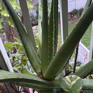 Organic Aloe Vera Barbadensis Miller - Etsy