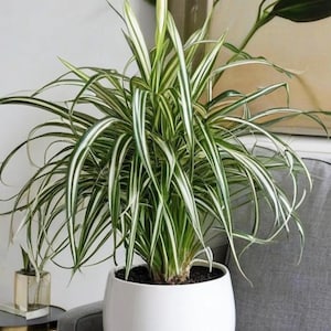 Spindelväxt levande krukväxt – Chlorophytum comosum, luftrenande nybörjarväxt