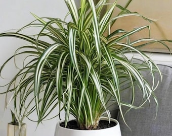 Pianta ragno da interno – Chlorophytum comosum, pianta purificatrice d'aria ideale per principianti