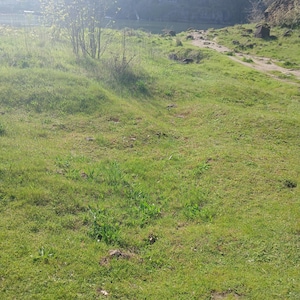 May include: A sunlit outdoor scene featuring a grassy field with patches of green vegetation. In the background, a body of water and trees are visible, with a path leading towards the water. The image is taken on a sunny day.