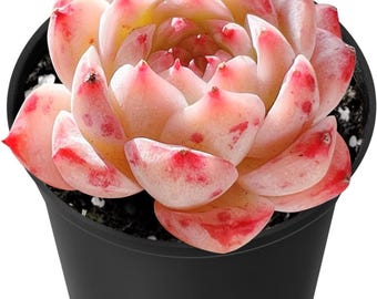 生きたエケベリア・メイア多肉植物｜希少な根付き2インチ（約5cm）の植物