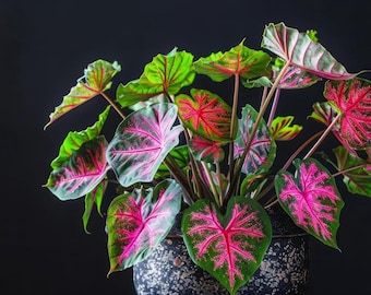 Pink and Green Caladium Bulbs for Planting – Perennial Fancy Foliage Plants for Indoor