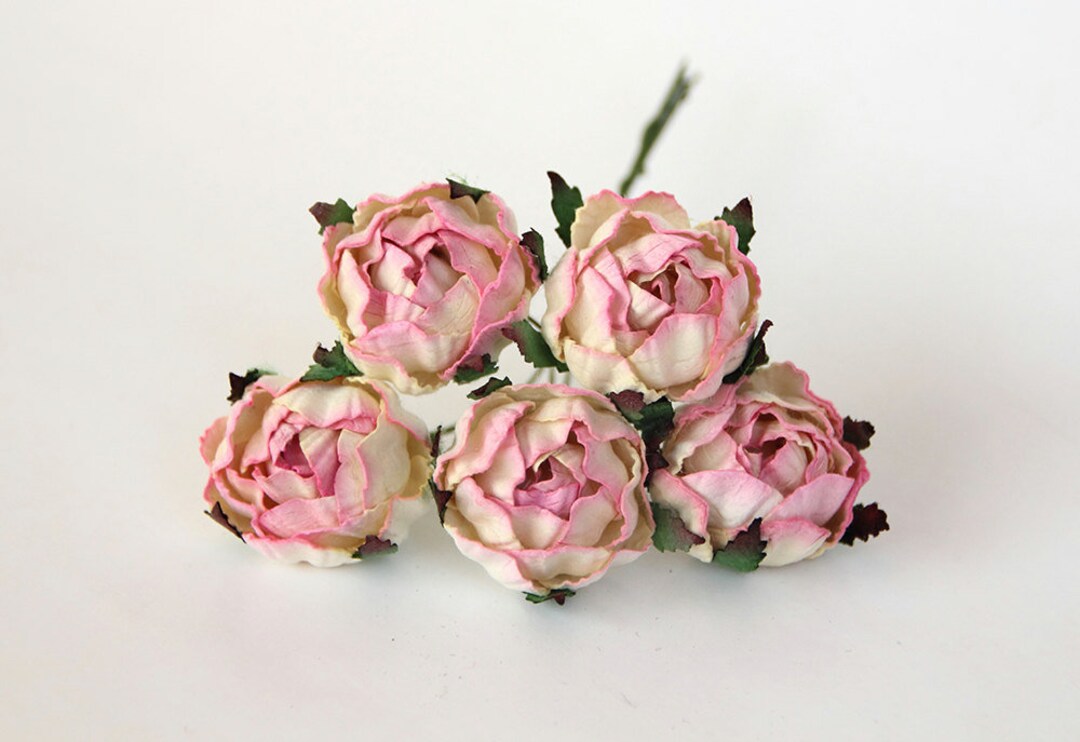 25 Pcs Soft Pink and Cream 2tones Ranunculus / Two Tones - Etsy