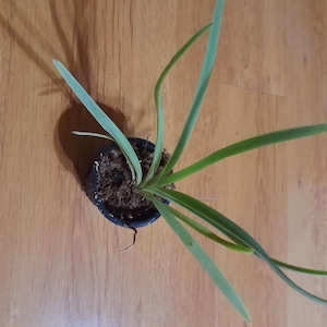 May include: A small potted plant with long, slender, light green leaves radiating from a central base. The plant is housed in a dark, circular container filled with brown, fibrous potting medium, showing a clear top-down view of the foliage.