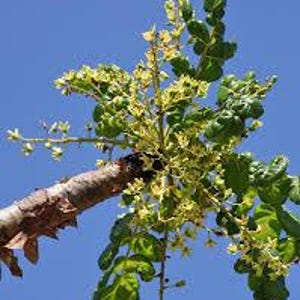 May include: A close-up of a tree branch with green leaves and small yellow flowers against a clear blue sky. The branch is brown and textured, with some dried leaves.