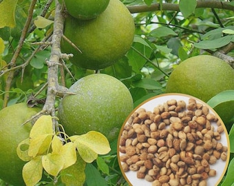 25 Aegle marmelos Seeds | Bael Tree Seeds | Bengal Quince Seeds | Bel Fruit | Sacred Bael | Rare Fruit Tree Seeds