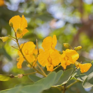 May include: Close-up of vibrant yellow flowers in full bloom, with green leaves and buds. The flowers have delicate petals and are set against a blurred background of green foliage. The image captures the beauty of nature.