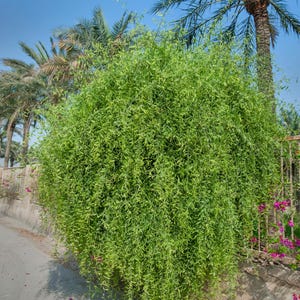 May include: A large, rounded, weeping shrub with dense, vibrant light green foliage and long, slender, cascading branches that reach toward the ground, creating a full, textured appearance with small, pointed leaves throughout the plant.