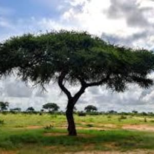 May include: A large, green-leafed tree with a rounded canopy stands in a grassy field under a cloudy blue sky. The tree's trunk is dark brown, and the branches spread out wide. Other trees are visible in the distance.