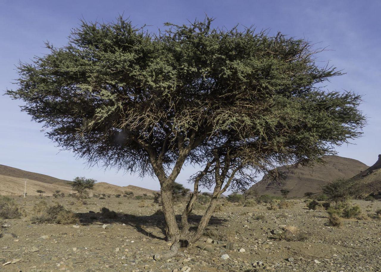 20 Acacia Tortilis Subsp. Raddiana Seeds | Umbrella Thorn Acacia ...