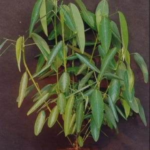 May include: A small, potted plant featuring numerous slender, lance-shaped green leaves attached to thin, branching stems. The foliage displays varying shades of light and dark green, with a dense, upright growth pattern and a visible brown base.