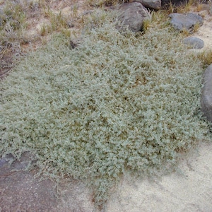 May include: A dense, low-growing plant with small, light green leaves. The plant is surrounded by sand, rocks, and sparse, dry grass. The overall color palette is muted, with shades of green, brown, and gray.