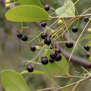 May include: A cluster of small, round, dark purple to black berries hanging from thin, light-colored stems. The plant features smooth, oval-shaped light green leaves with visible veins, interspersed with a few smaller, pale green unripe berries.