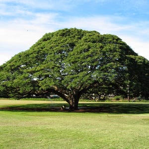 May include: A large, mature tree with a wide, spreading canopy of dense green foliage and a thick, dark brown trunk, standing prominently in the center of a vast, open field of short, light green grass under a bright blue sky with light clouds.
