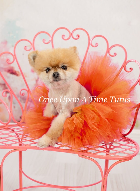 Orange Dog Tutu Dog Tutu Puppy Tutu Skirt Dog Halloween Costume