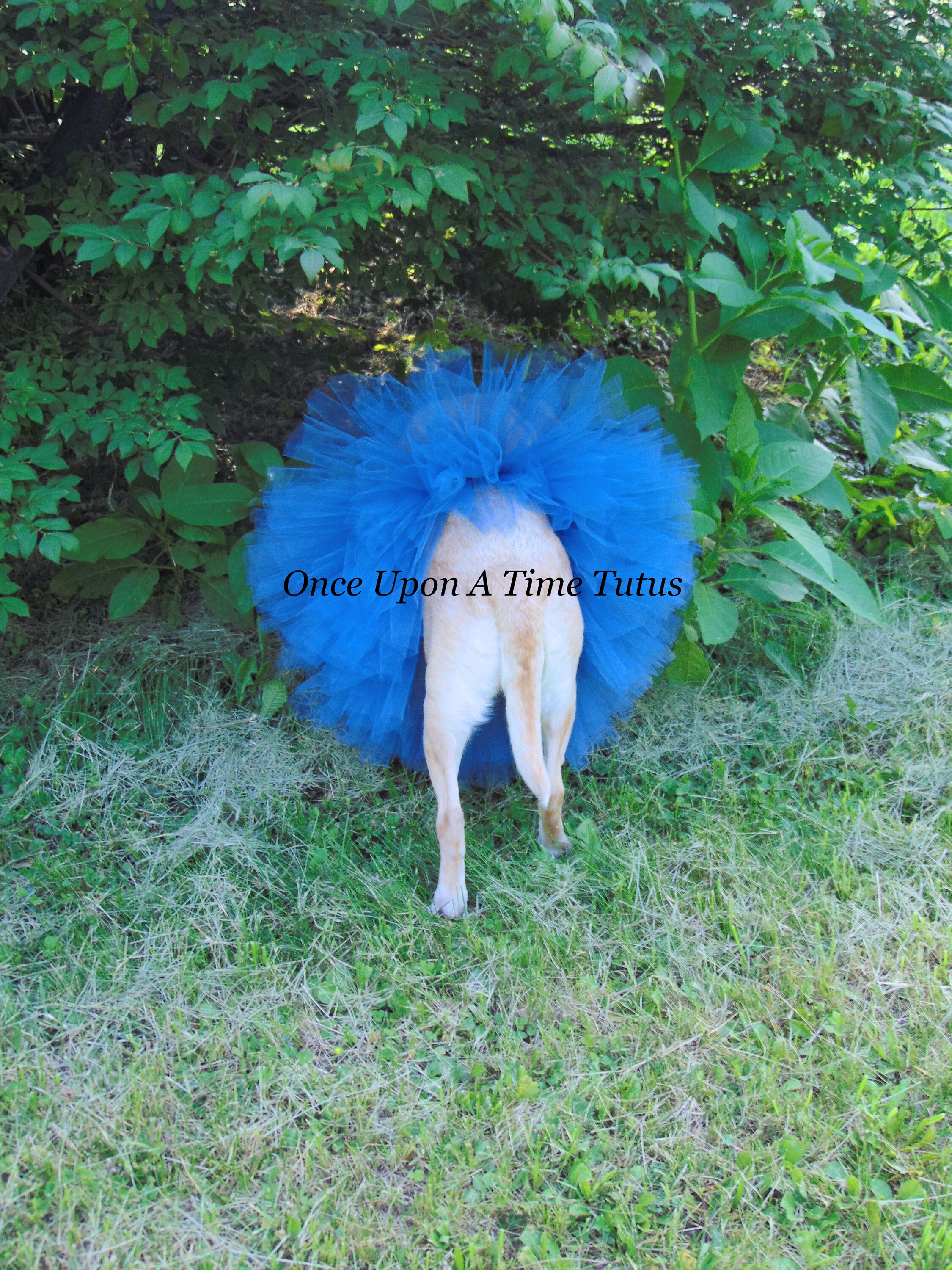 Blue Dog Tutu Dog Tutu Puppy Tutu Skirt Dog Halloween Etsy