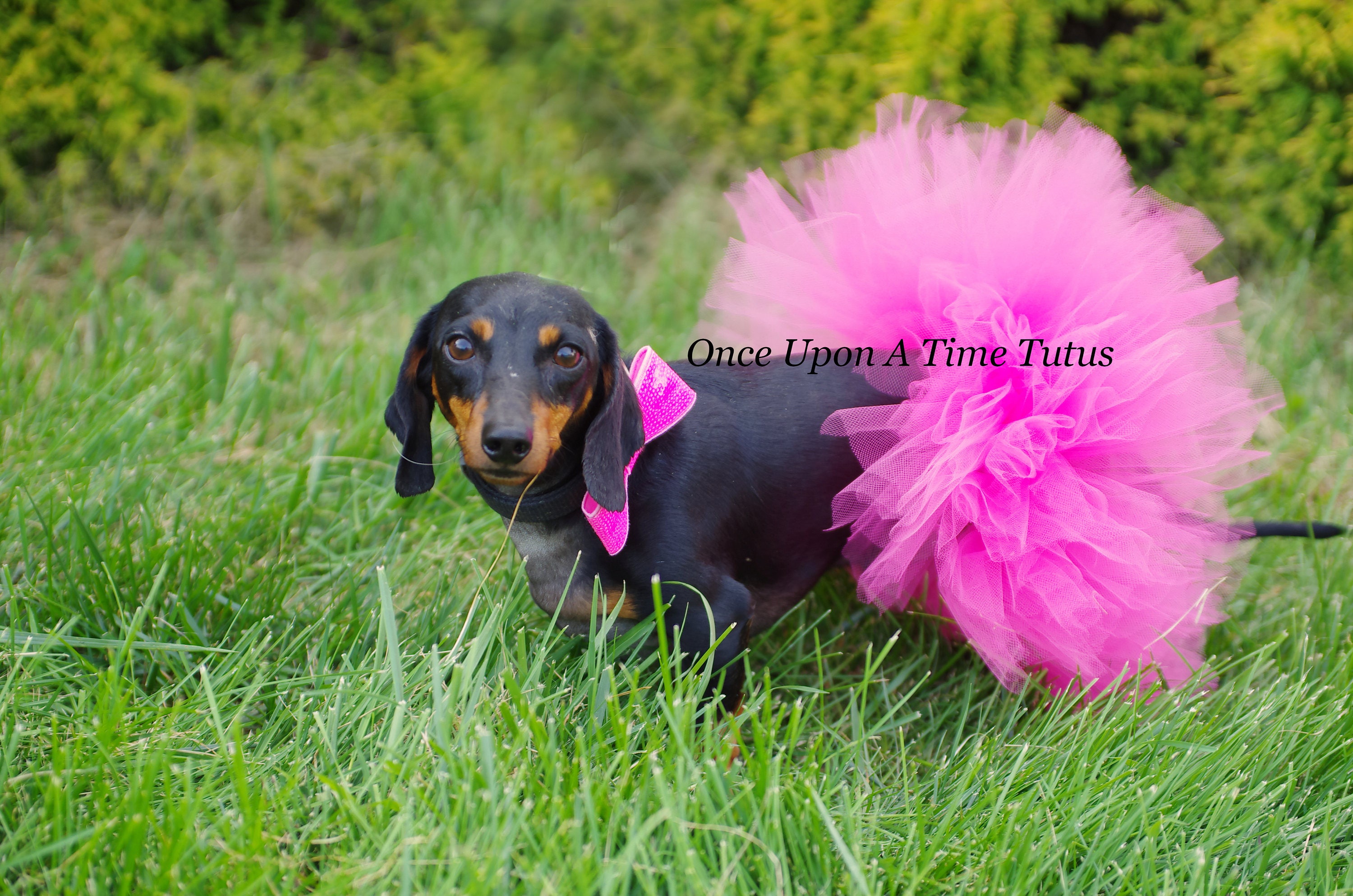 Dog flamingo costume online