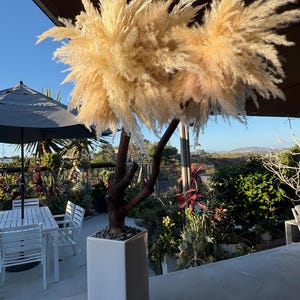 May include: A decorative pampas grass arrangement in a white square planter. The fluffy, beige plumes of the grass contrast with the dark brown trunk and branches. The arrangement is outdoors, with a patio table and plants in the background.