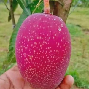 May include: A single, oval-shaped mango fruit with a vibrant, deep pink skin speckled with numerous small, light-coloured dots. The fruit is attached to a short, light brown stem at the top, showcasing a smooth, firm texture and a rounded base.