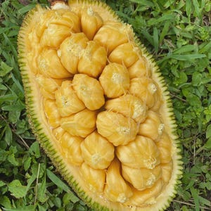 Könnte beinhalten: Eine halbierte Jackfrucht, die die hellgelben, fleischigen Fruchtsegmente zeigt. Die äußere Schale ist grün und strukturiert, mit einem braunen Stiel. Die Frucht liegt auf grünem Gras.