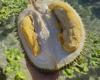 Semi di Durian, semi di Durio puro dello Sri Lanka – Coltiva il tuo albero di Durian – Semi di frutti tropicali rari – Piantagione esotica per il giardino