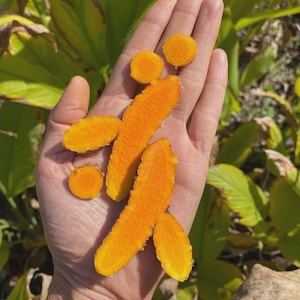 May include: Close-up of a hand holding several pieces of bright orange turmeric root and slices. The turmeric is a vibrant orange color, with a textured surface. Green leaves are visible in the background.