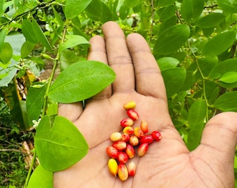 Fresh Seeds E Nova Fresh Seeds Ceylon Natural