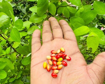 20++ Seeds E Nova Fresh Seeds Ceylon Natural