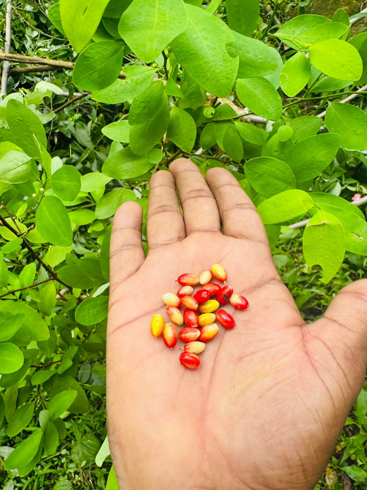 Erythoxylon Coca Seeds - Etsy Denmark
