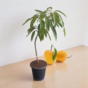 Può includere: Un piccolo albero di mango in vaso nero con foglie verdi e tronco marrone. Due mango gialli maturi con foglie verdi sono accanto all'albero su una superficie marrone chiaro. Lo sfondo è un muro bianco.