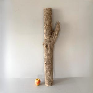 Peut inclure: Un grand morceau de bois flotté vieilli avec une branche s'étendant sur le côté. Le bois est de couleur brun clair avec une texture rugueuse. Une petite pomme repose sur la surface près de la base du bois flotté.