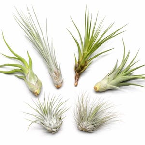 Epiphyten - Etsy.de