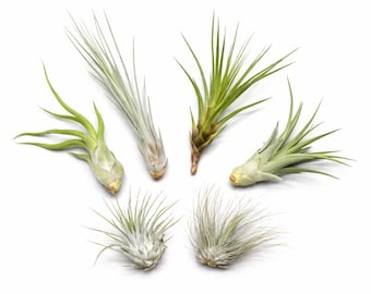 OmniPlants – Mélange de 5 Tillandsias avec T. fuchsii var. gracilis en supplément, plantes aériennes dépolluantes, faciles d'entretien, décoration naturelle, cultivées en pépinière