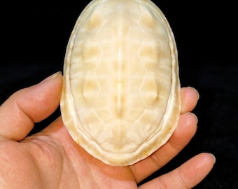 Ejemplar auténtico de caparazón de tortuga | Caparazón blanco de 8,9 a 14 cm | Exhibición de caparazón óseo limpio | Decoración para vitrina de curiosidades | Regalo de coleccionista
