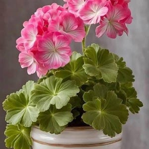 May include: A potted geranium plant with bright pink flowers and green leaves. The flowers have a delicate, layered appearance with white accents. The plant is in a white ceramic pot with brown trim, on a matching saucer.